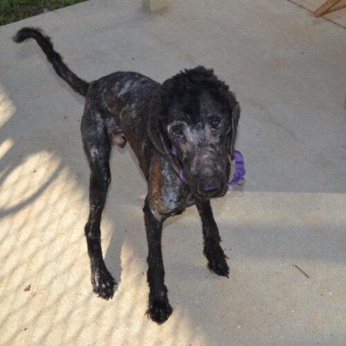 Enlarge "Archie" Archibald, a Adoptable mixed breed in Jackson, LA image 2/4
