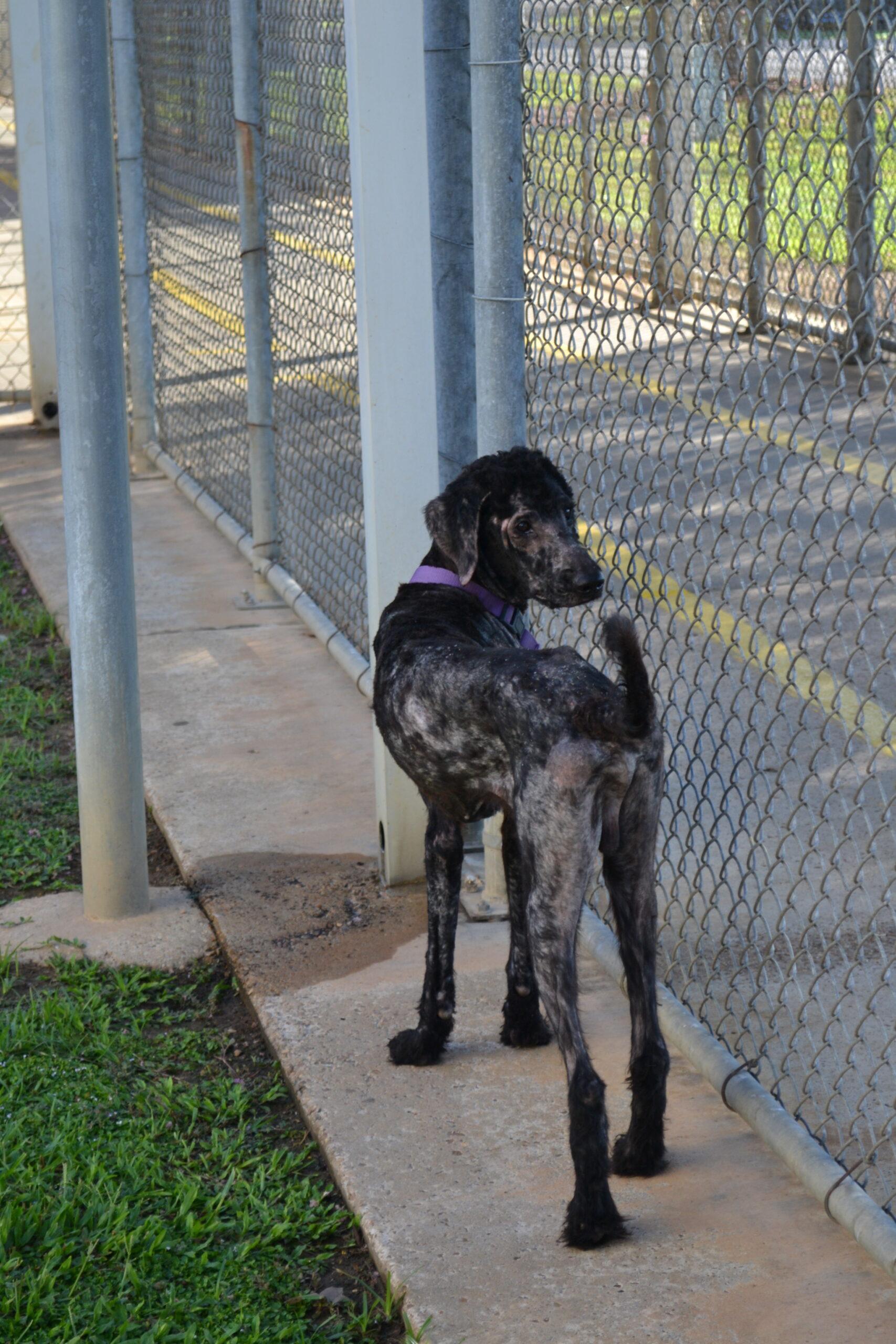 Enlarge "Archie" Archibald, a Adoptable mixed breed in Jackson, LA image 3/4