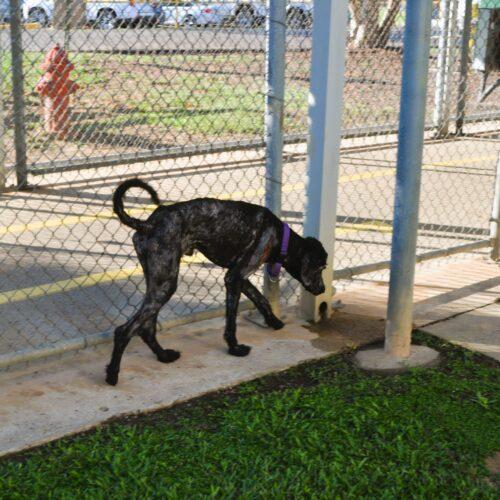 Enlarge "Archie" Archibald, a Adoptable mixed breed in Jackson, LA image 4/4
