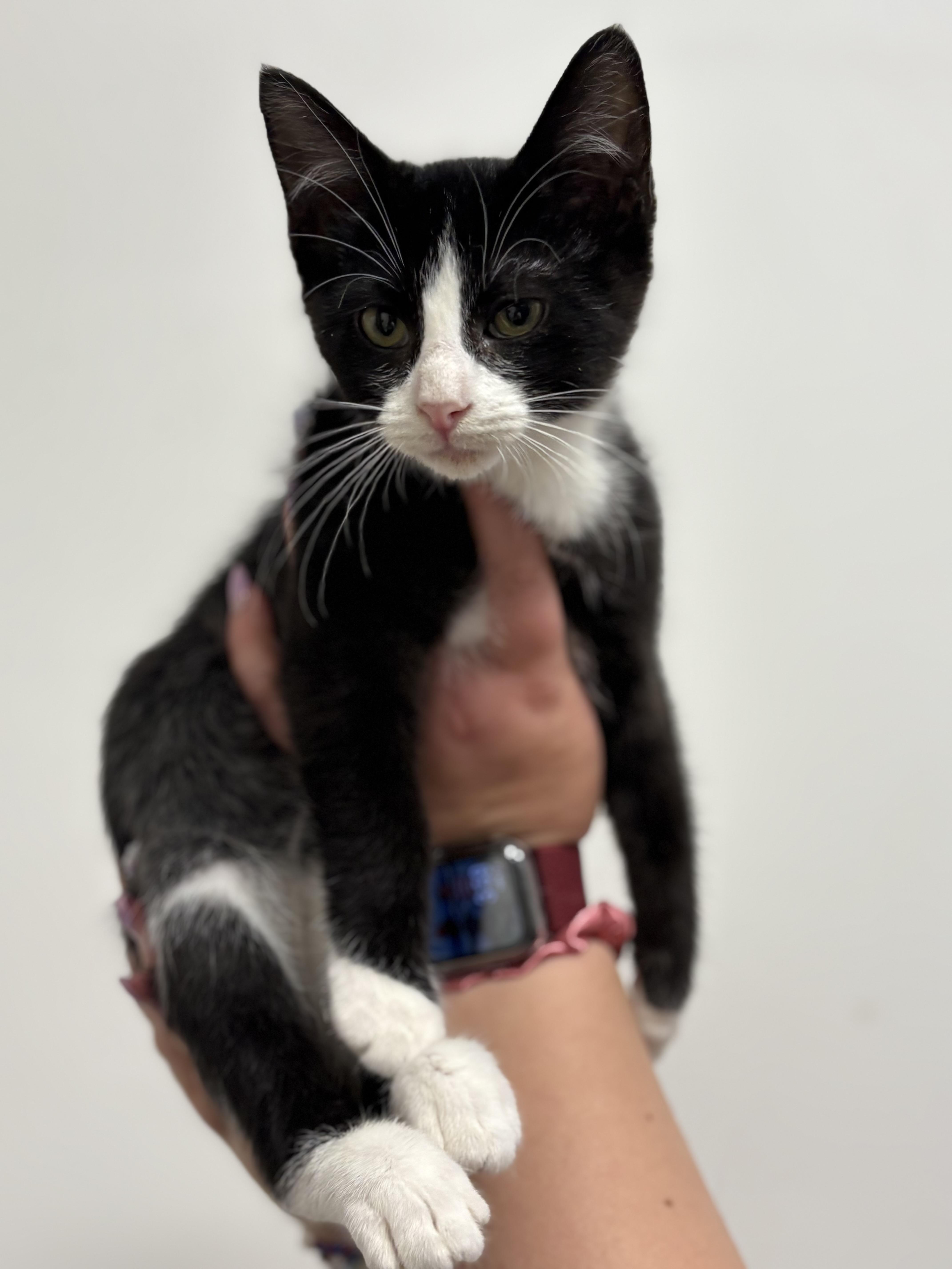 Kinder, adopted, Kitten Male Domestic Short Hair.