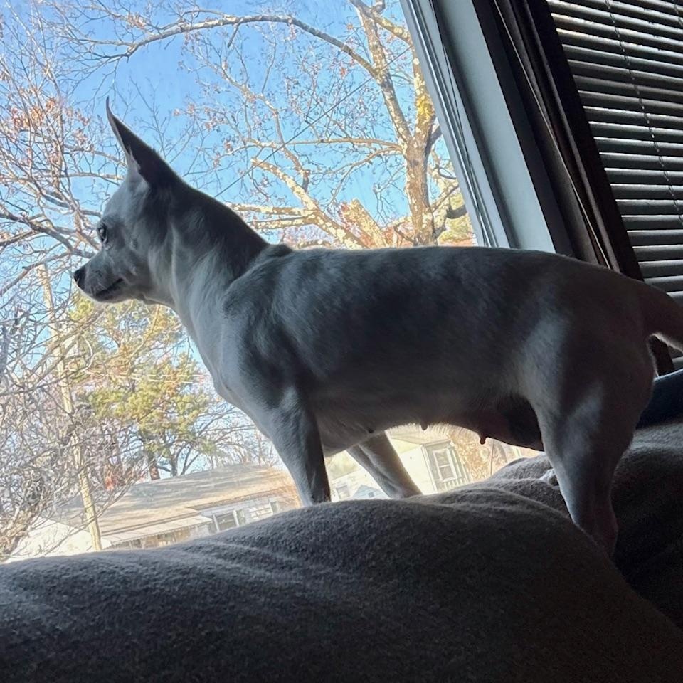 Enlarge Sissy, a ADOPTABLE Chihuahua in Richmond, VA image 3/3