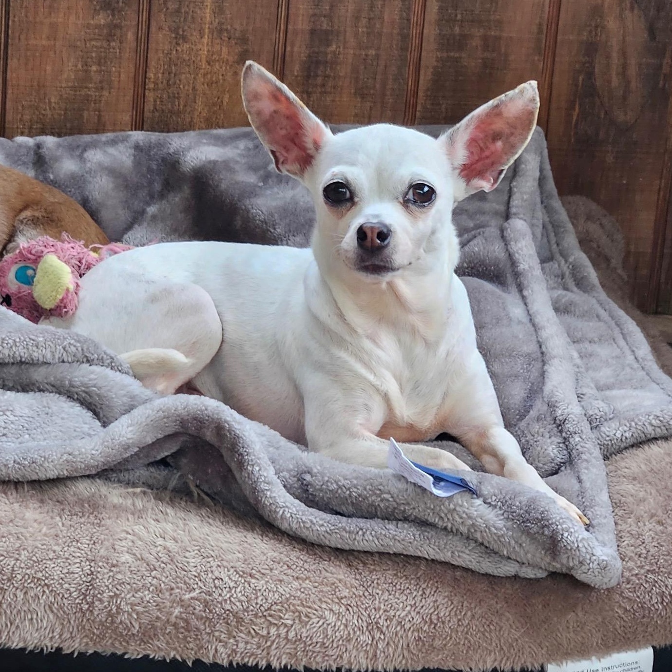 Sissy, ADOPTABLE, Adult Female Chihuahua.