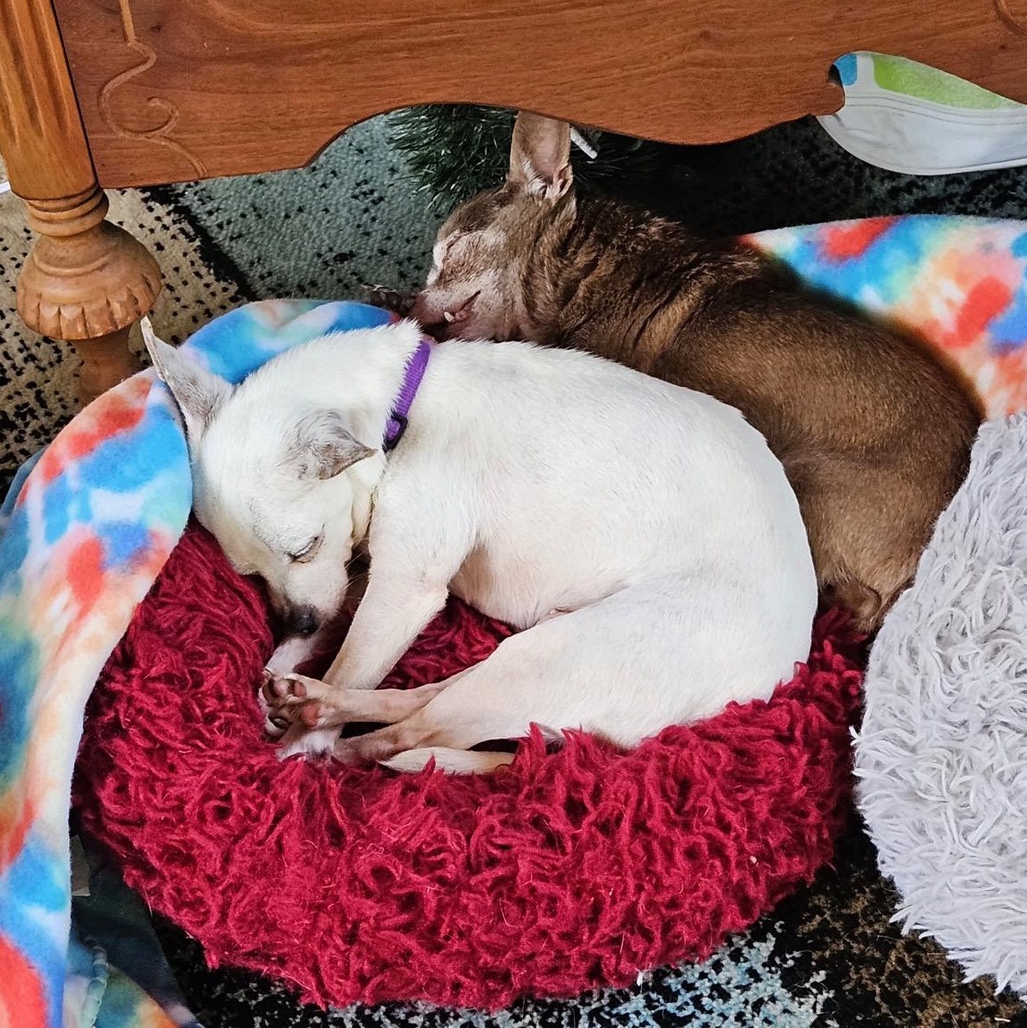 Enlarge Sissy, a ADOPTABLE Chihuahua in Richmond, VA image 2/3