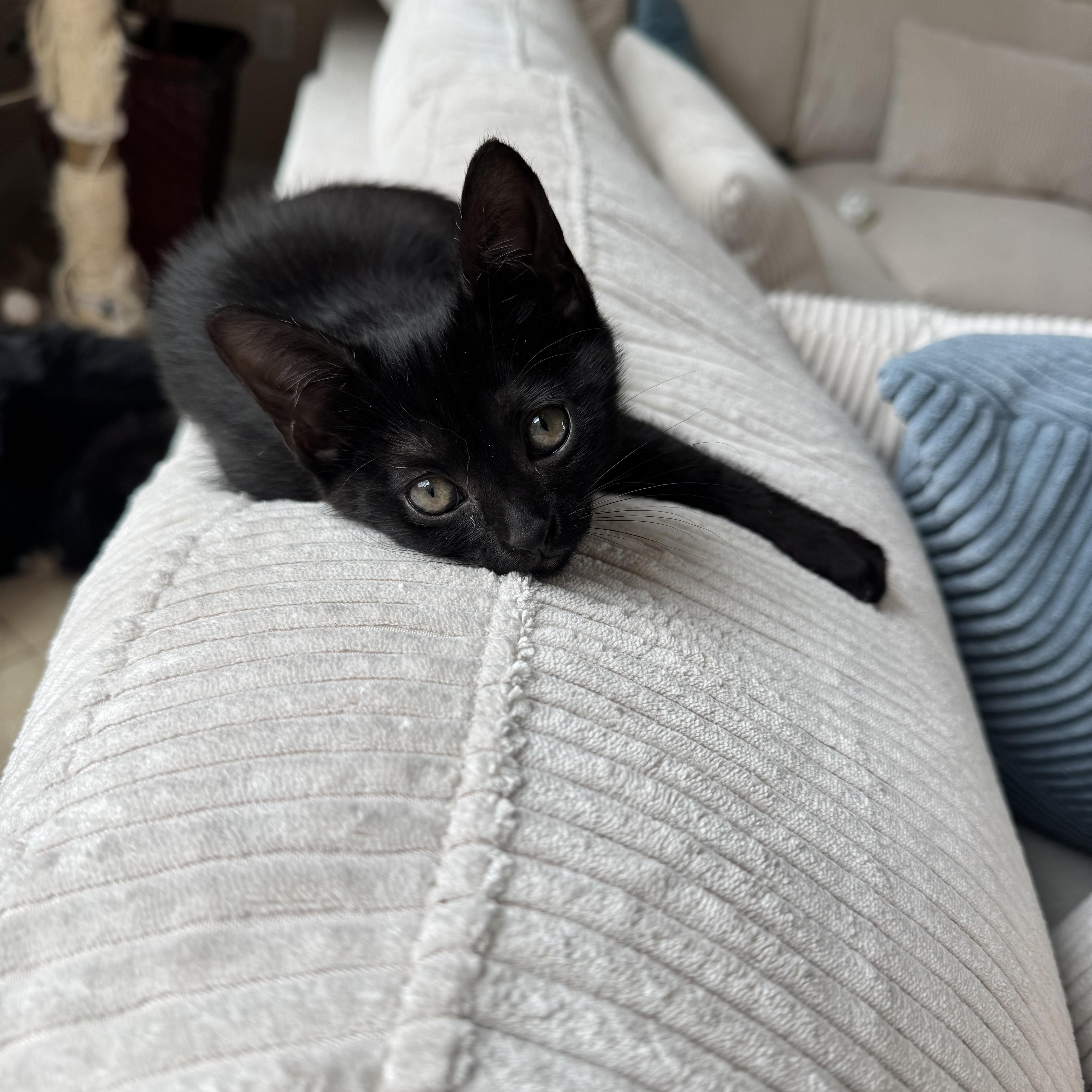 Lacey, a Adopted mixed breed in Windermere, FL image 6/6