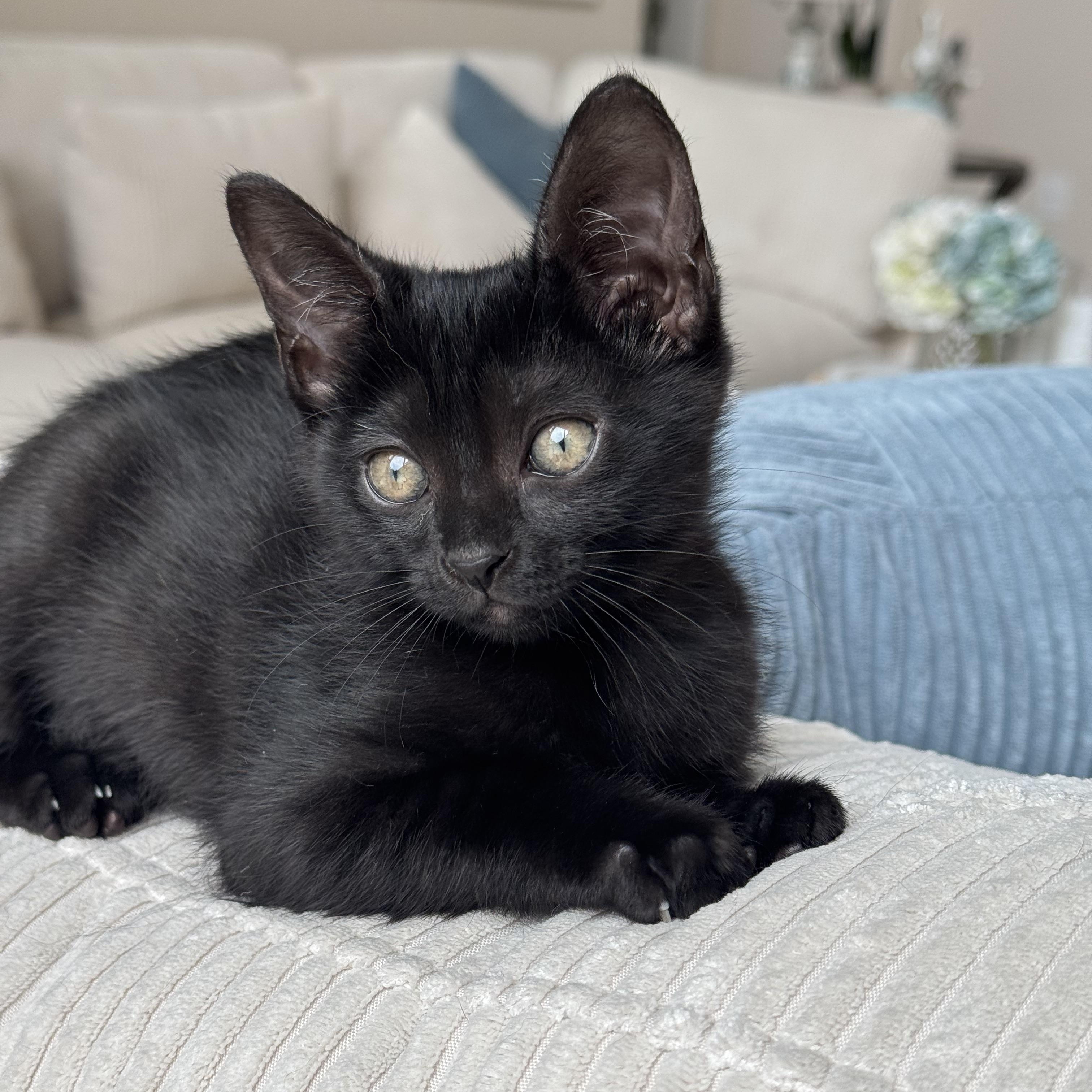 Lacey, Adopted, Kitten Female Domestic Short Hair.