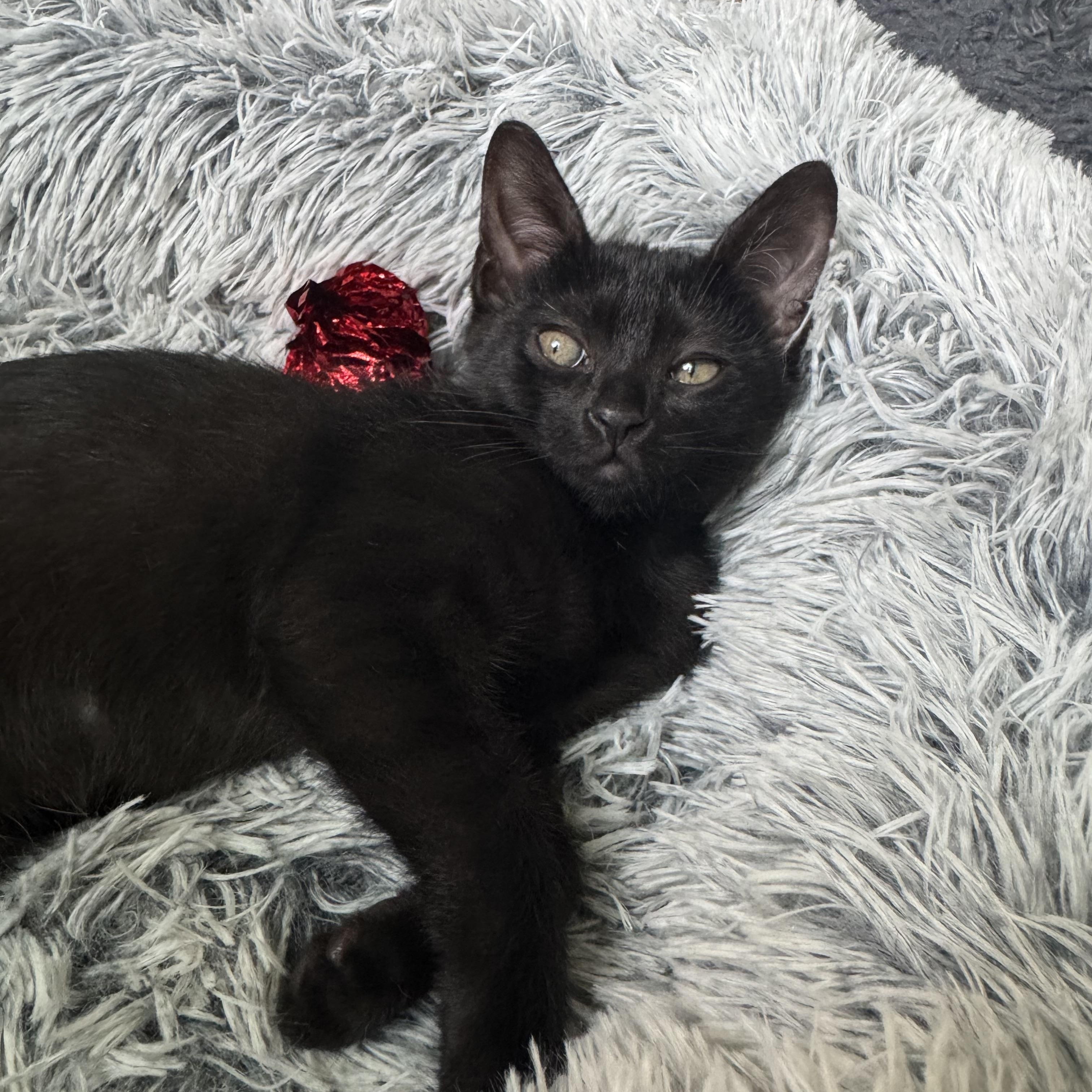 Lacey, a Adopted mixed breed in Windermere, FL image 5/6