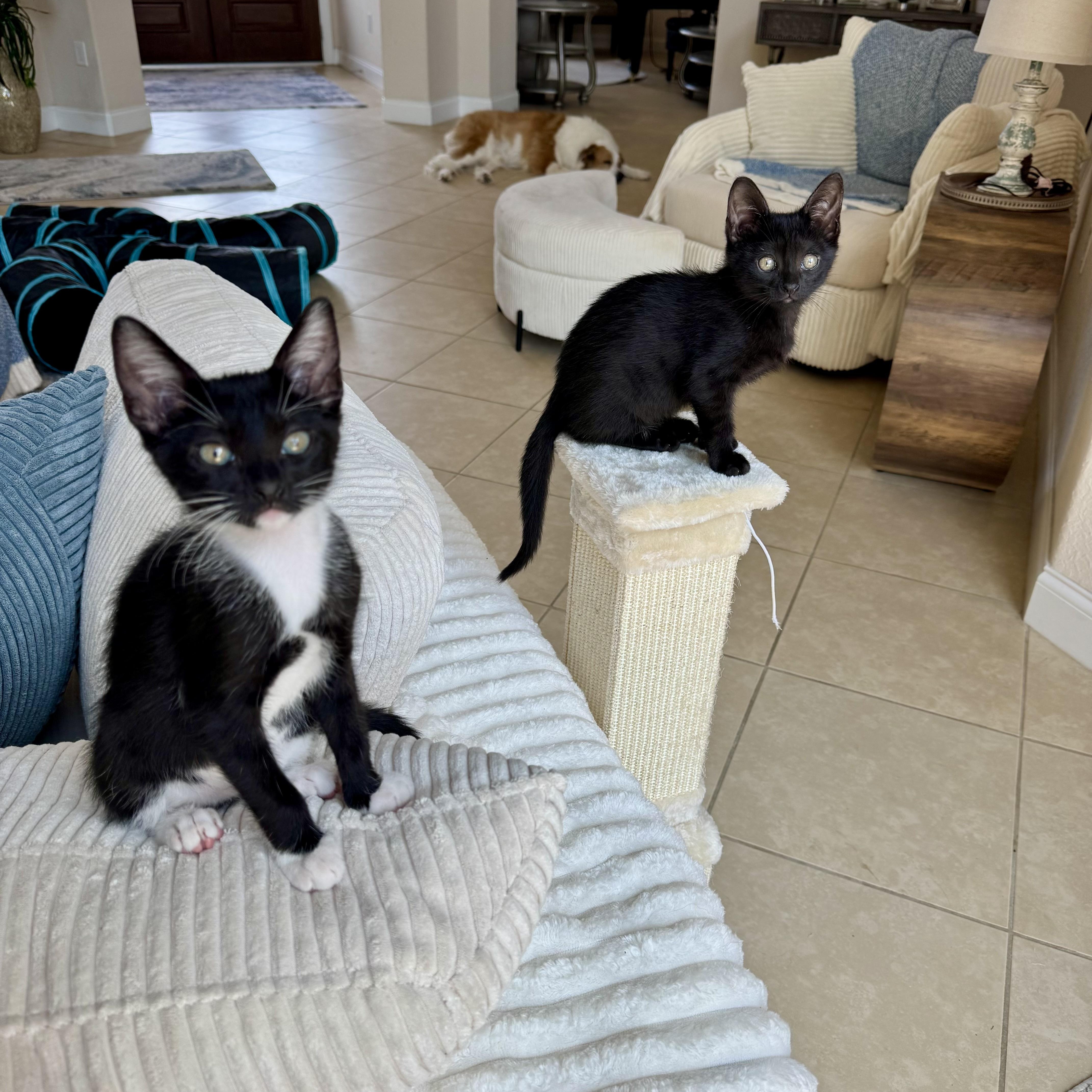 Lacey, a Adopted mixed breed in Windermere, FL image 4/6