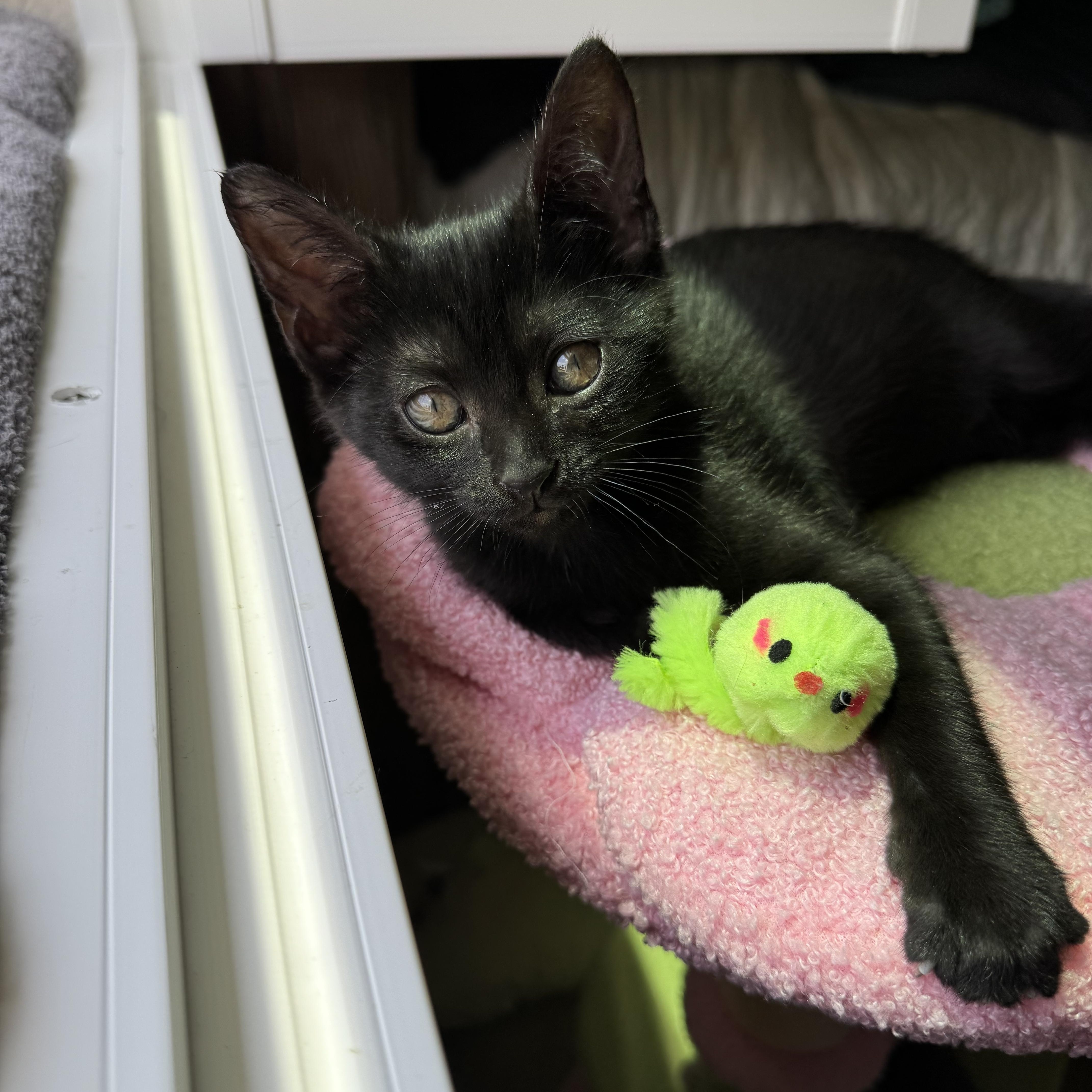 Lacey, a Adopted mixed breed in Windermere, FL image 3/6