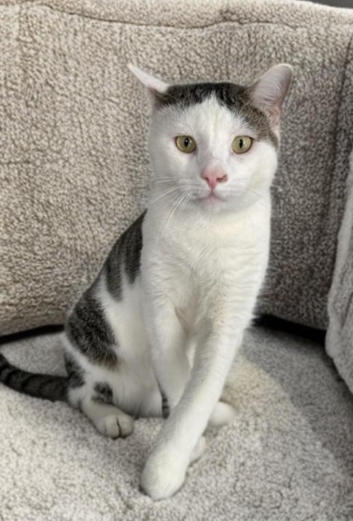 Romeo, Adoptable, Young Male Domestic Short Hair.