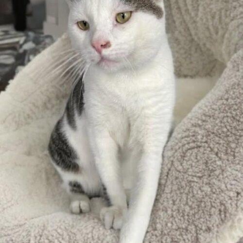 Enlarge Romeo, a Adoptable Domestic Short Hair in Gilbert, AZ image 2/2