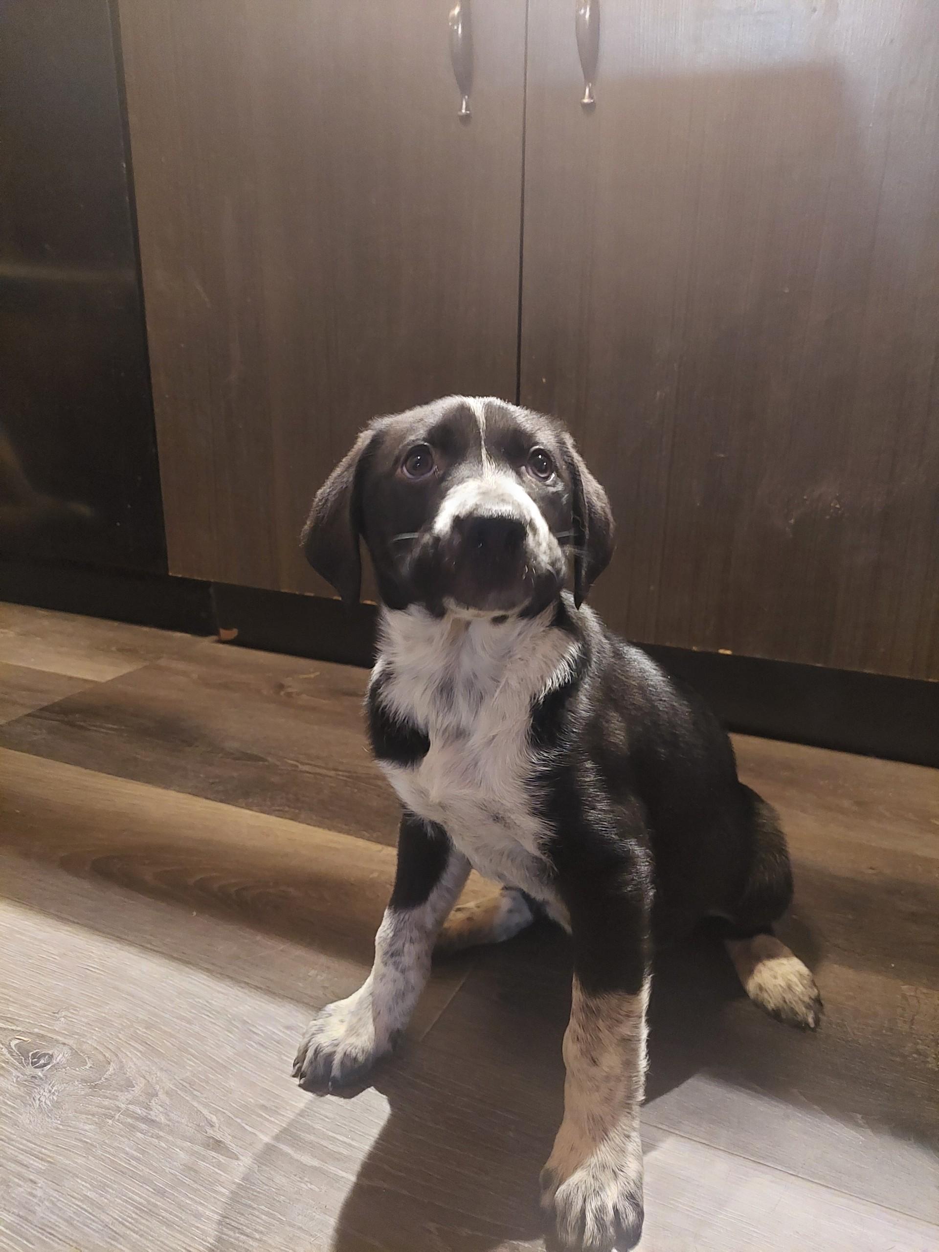 Kiara, Adoptable, Puppy Female Border Collie & Australian Cattle Dog / Blue Heeler.