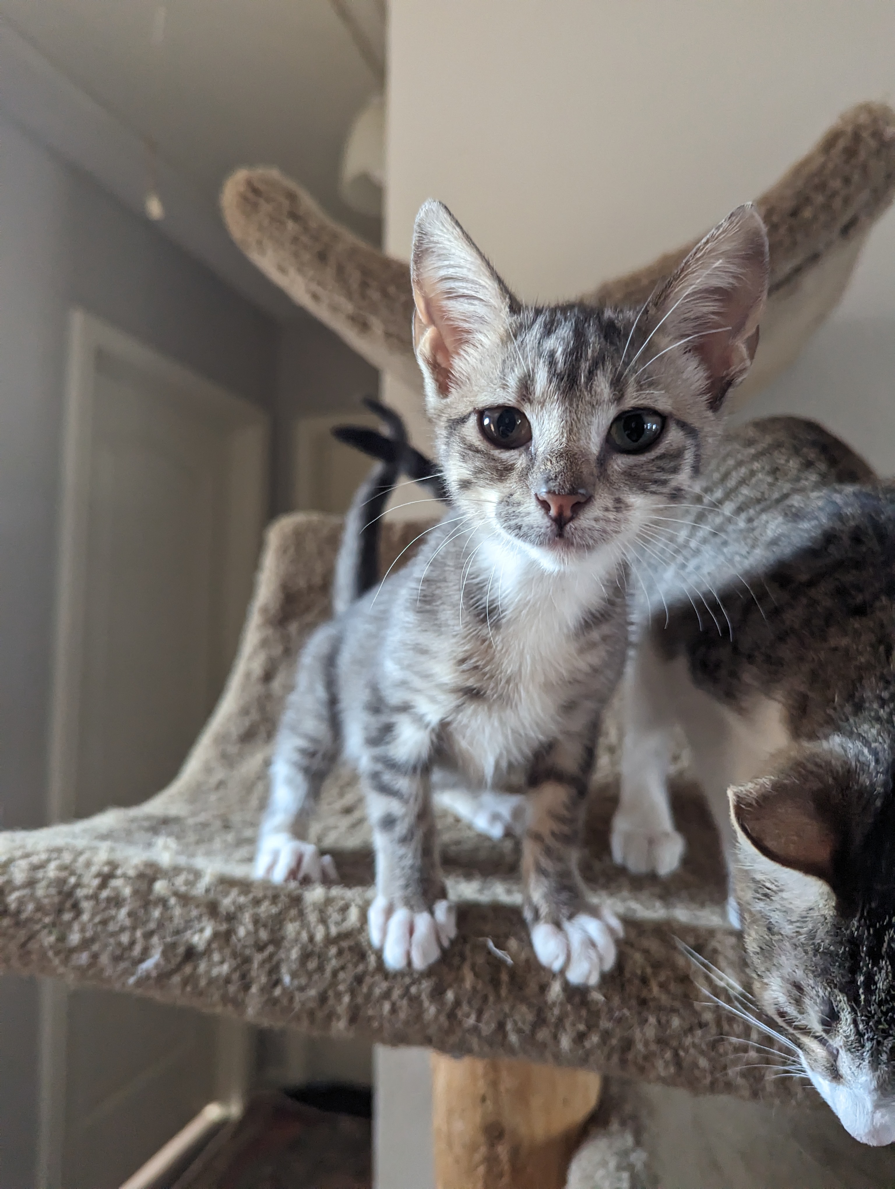 Spoocy Potat, Adopted, Kitten Female Domestic Short Hair.