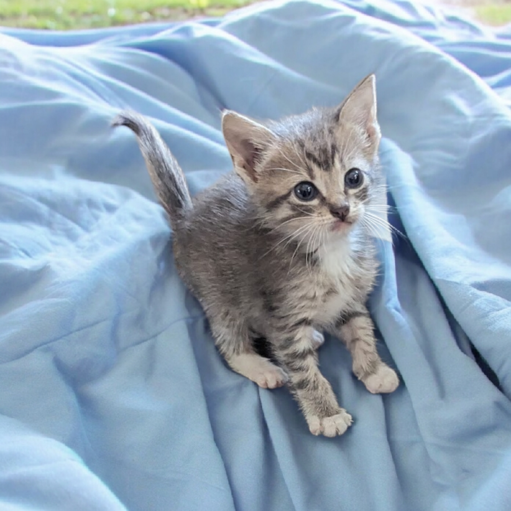 Enlarge Spoocy Potat, a Adopted Domestic Short Hair in Converse, TX image 2/4