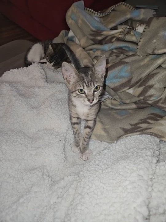 Enlarge Spoocy Potat, a Adopted Domestic Short Hair in Converse, TX video 4/4