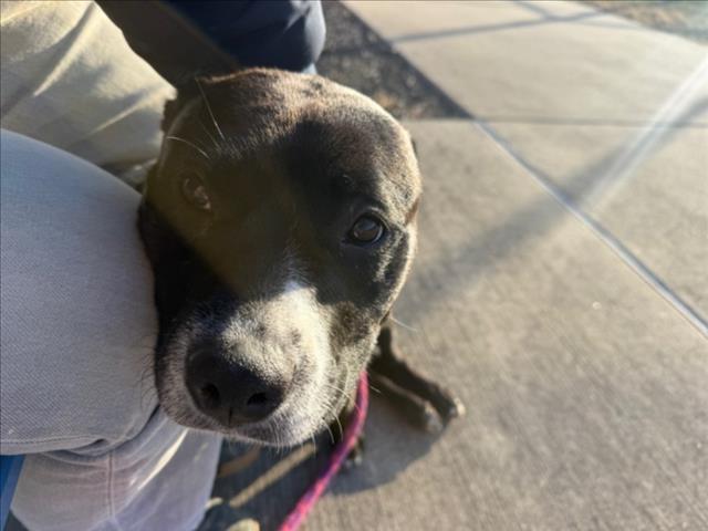 KAYLA, Adoptable, Adult Female Labrador Retriever & Mixed Breed.