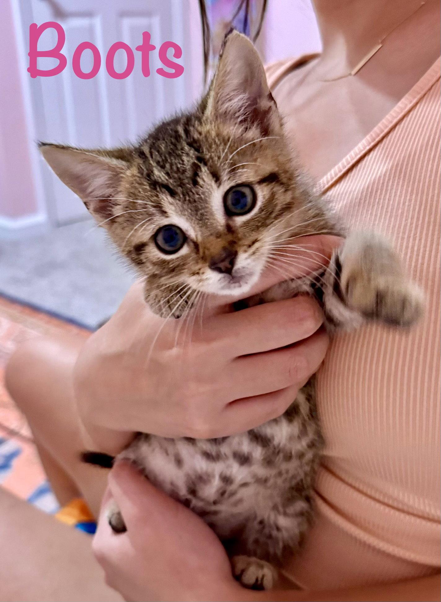 Boots, Adopted, Kitten Female Domestic Short Hair.