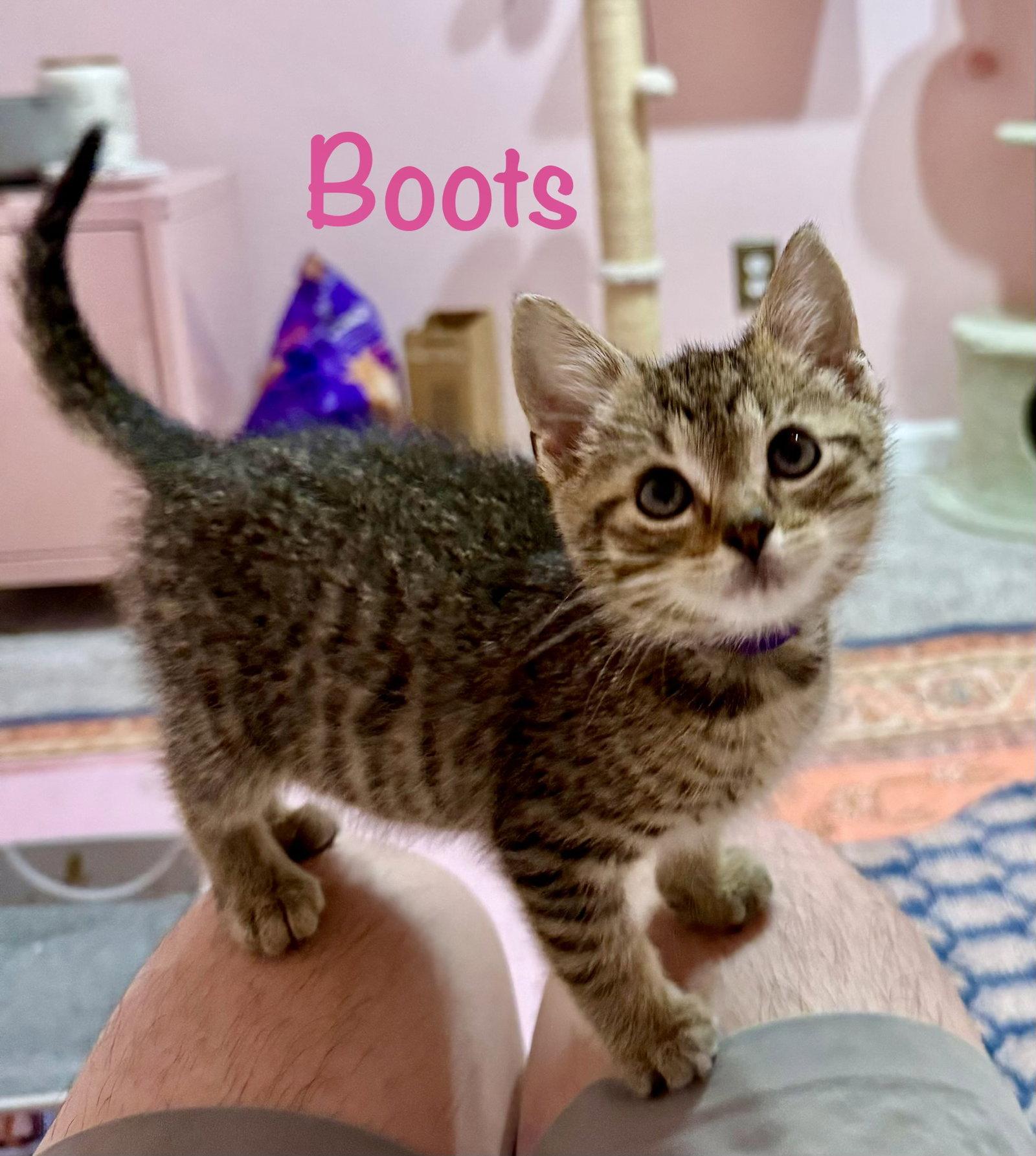 Enlarge Boots, a Adopted Domestic Short Hair in Reston, VA image 2/3