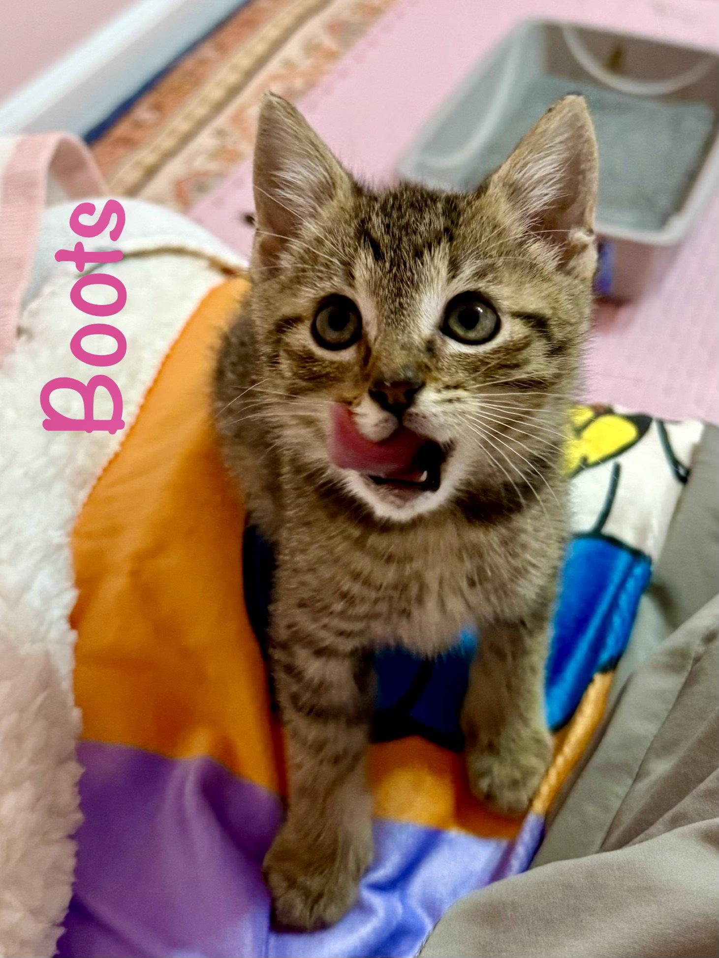 Enlarge Boots, a Adopted Domestic Short Hair in Reston, VA image 3/3