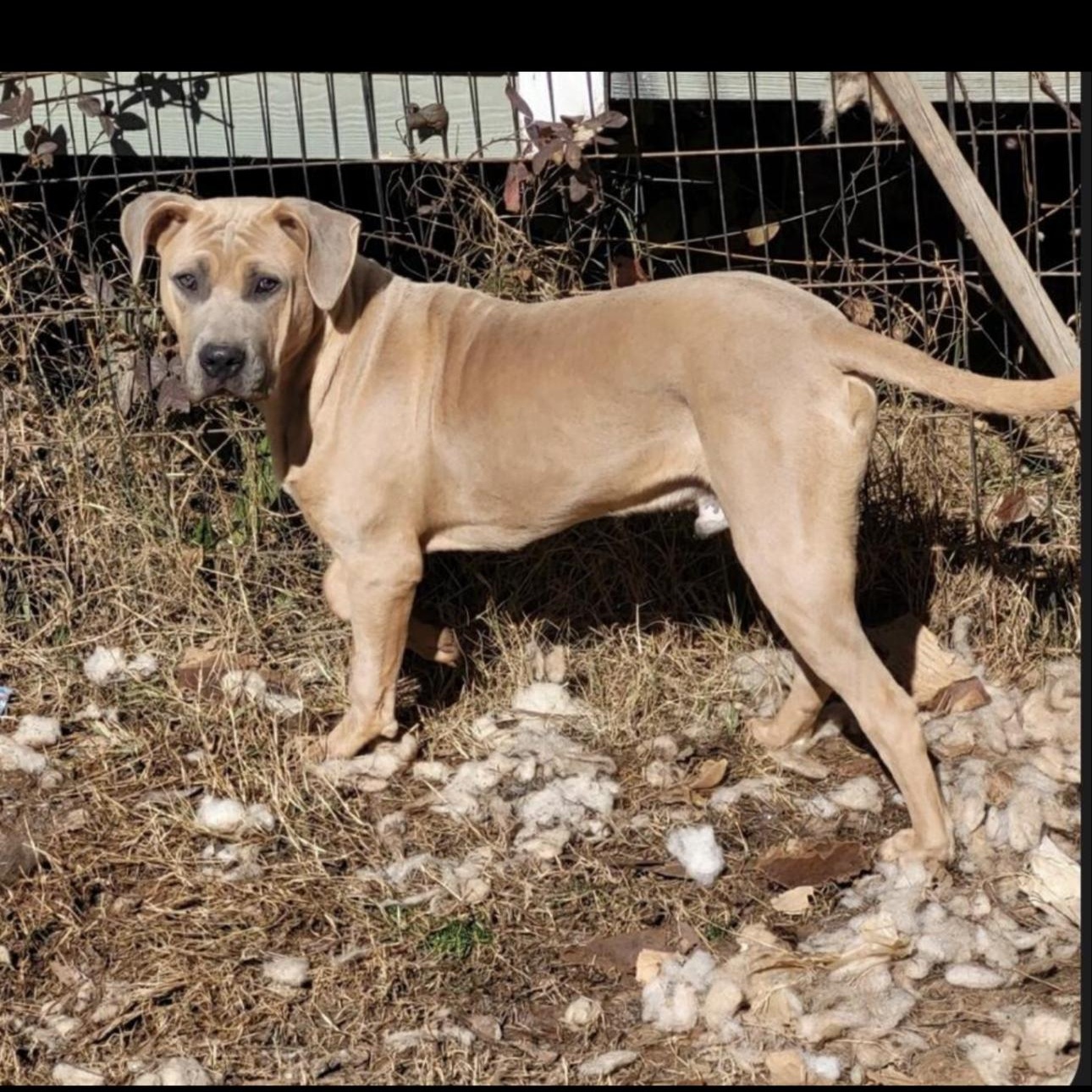 Enlarge Shrek, a Adoptable mixed breed in CUMMING, GA image 3/3