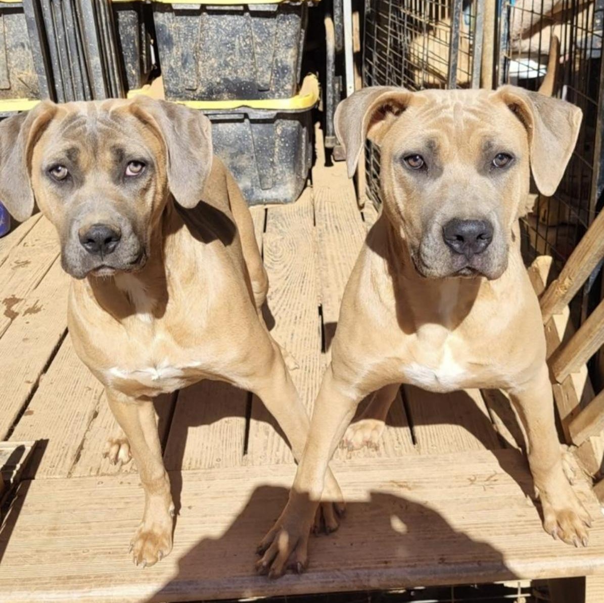 Enlarge Shrek, a Adoptable mixed breed in CUMMING, GA image 2/3