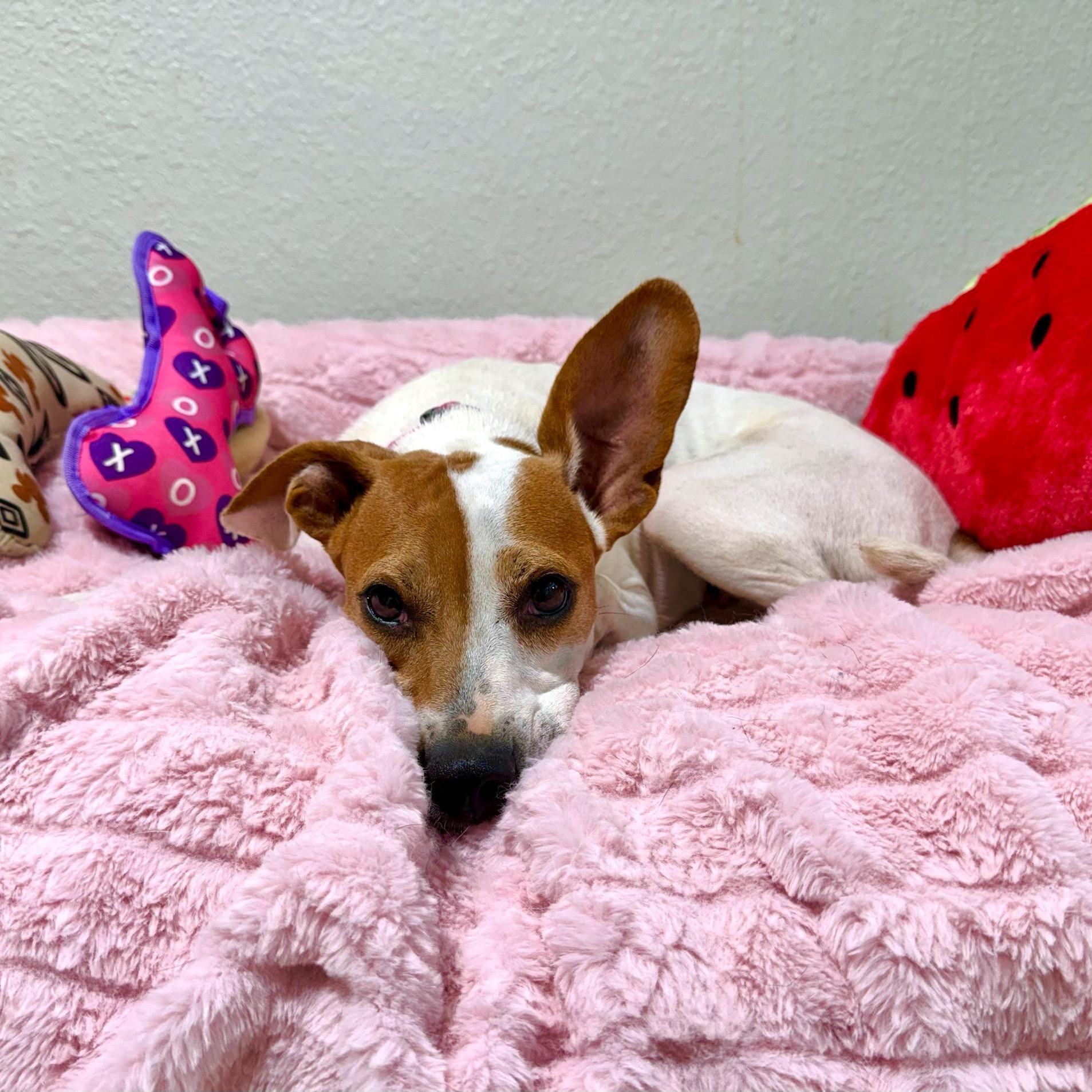 Enlarge Petunia, a Adoptable mixed breed in High Ridge, MO image 3/6