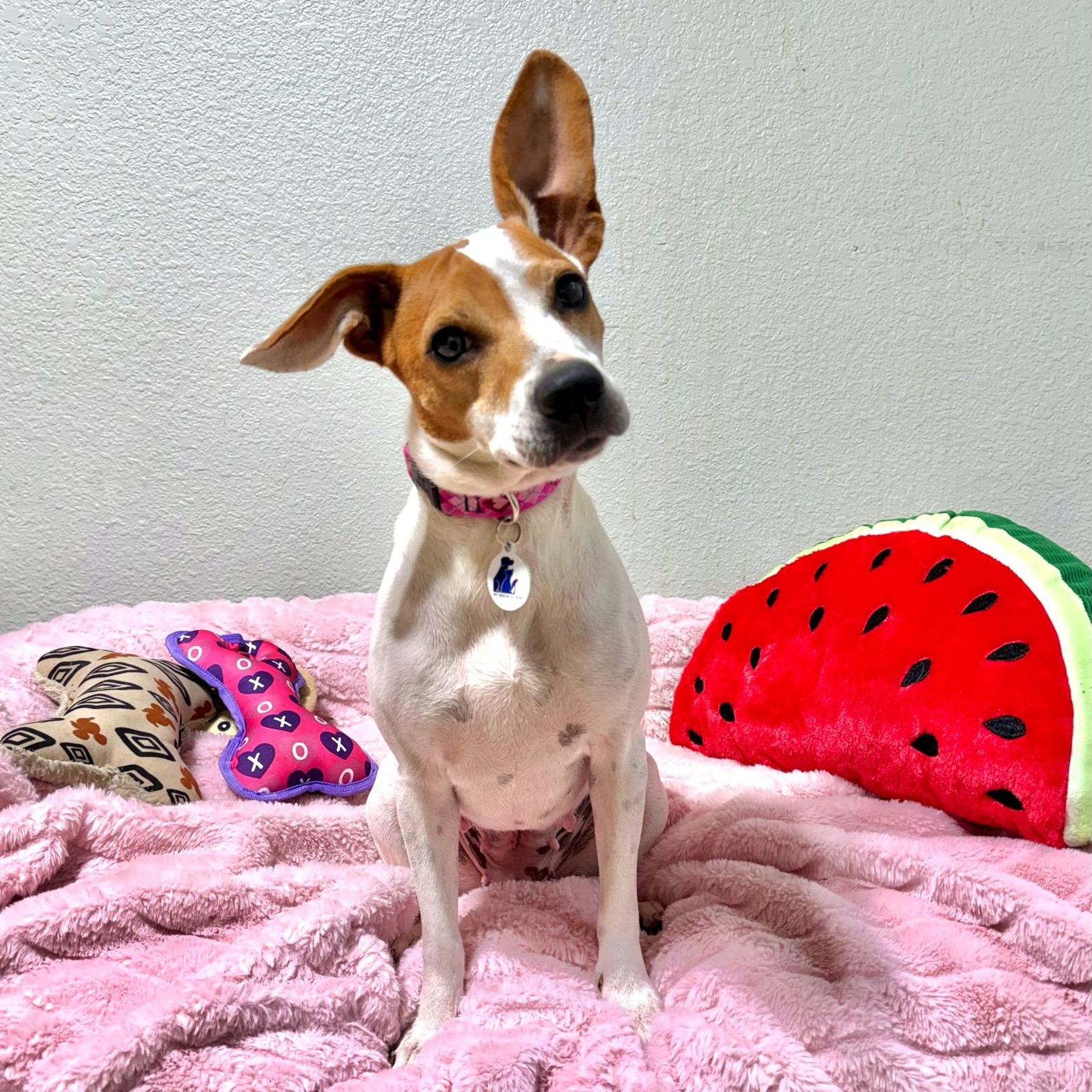 Enlarge Petunia, a Adoptable mixed breed in High Ridge, MO image 4/6