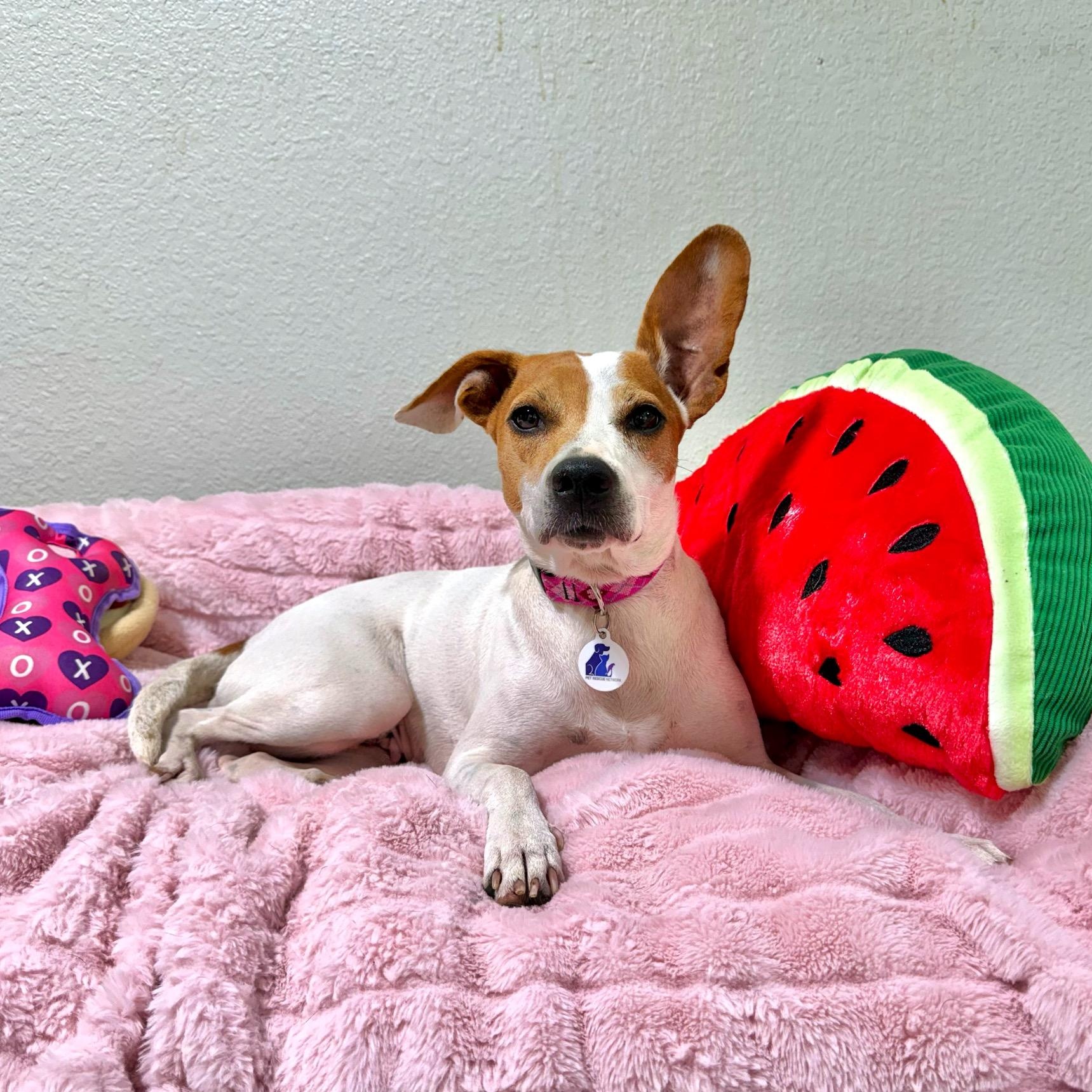 Petunia, Adoptable, Young Female Jack Russell Terrier.