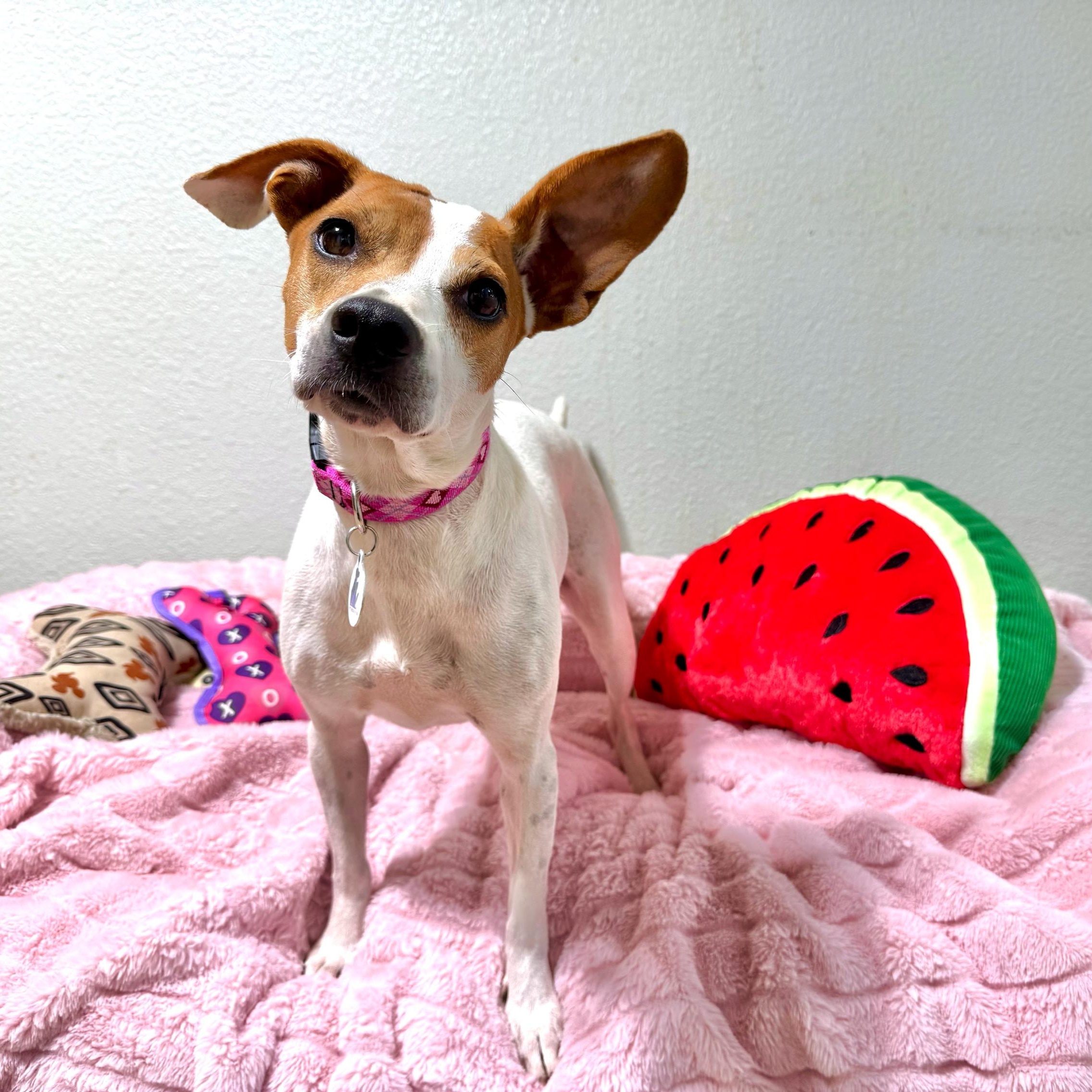 Enlarge Petunia, a Adoptable mixed breed in High Ridge, MO image 5/6