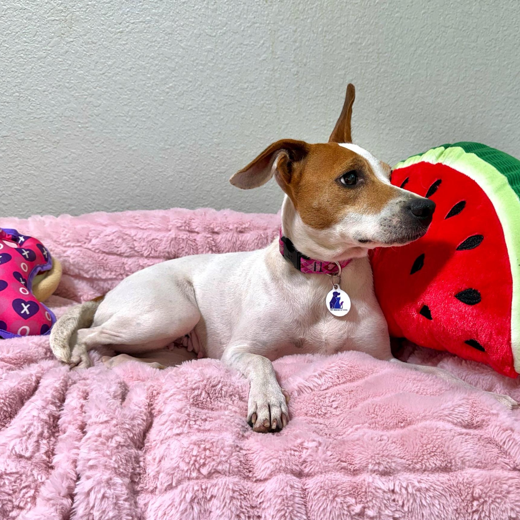 Enlarge Petunia, a Adoptable mixed breed in High Ridge, MO image 2/6