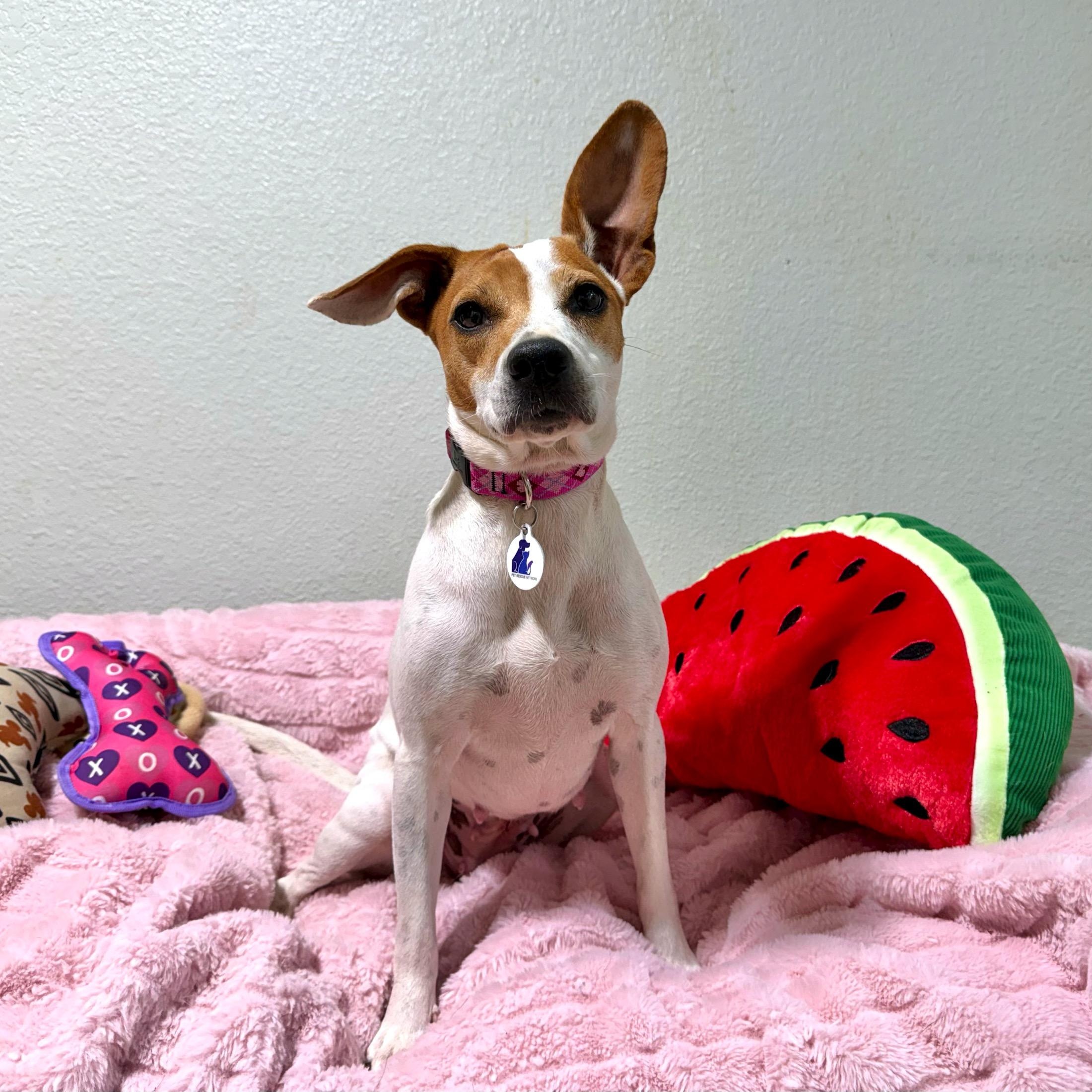 Enlarge Petunia, a Adoptable mixed breed in High Ridge, MO image 6/6
