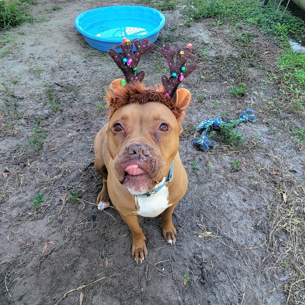 Enlarge Rosie, a Adoptable Pit Bull Terrier in Lake Panasoffkee, FL image 1/5