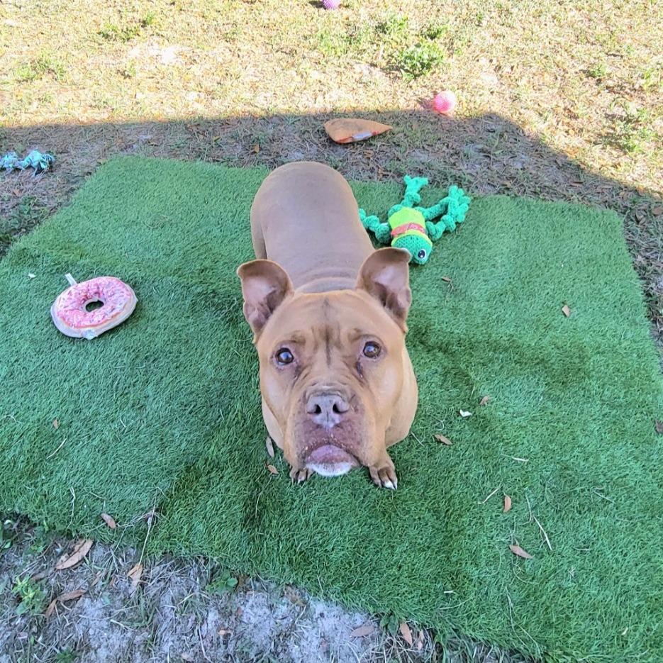 Enlarge Rosie, a Adoptable Pit Bull Terrier in Lake Panasoffkee, FL image 3/5