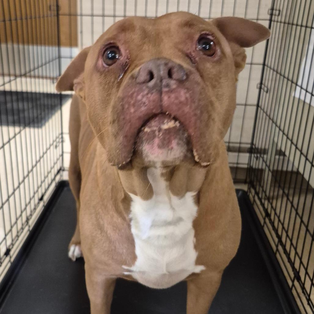 Enlarge Rosie, a Adoptable Pit Bull Terrier in Lake Panasoffkee, FL image 5/5