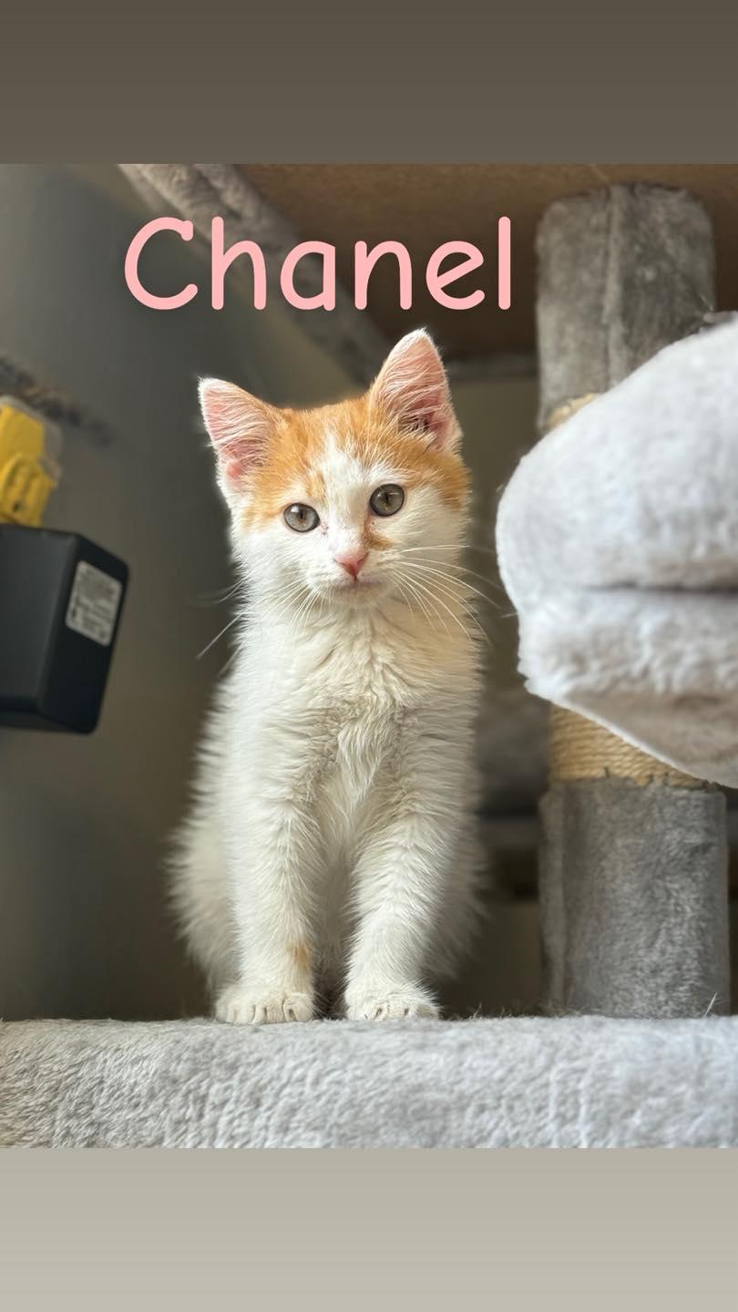 Chanel, Baby Female Domestic Medium Hair