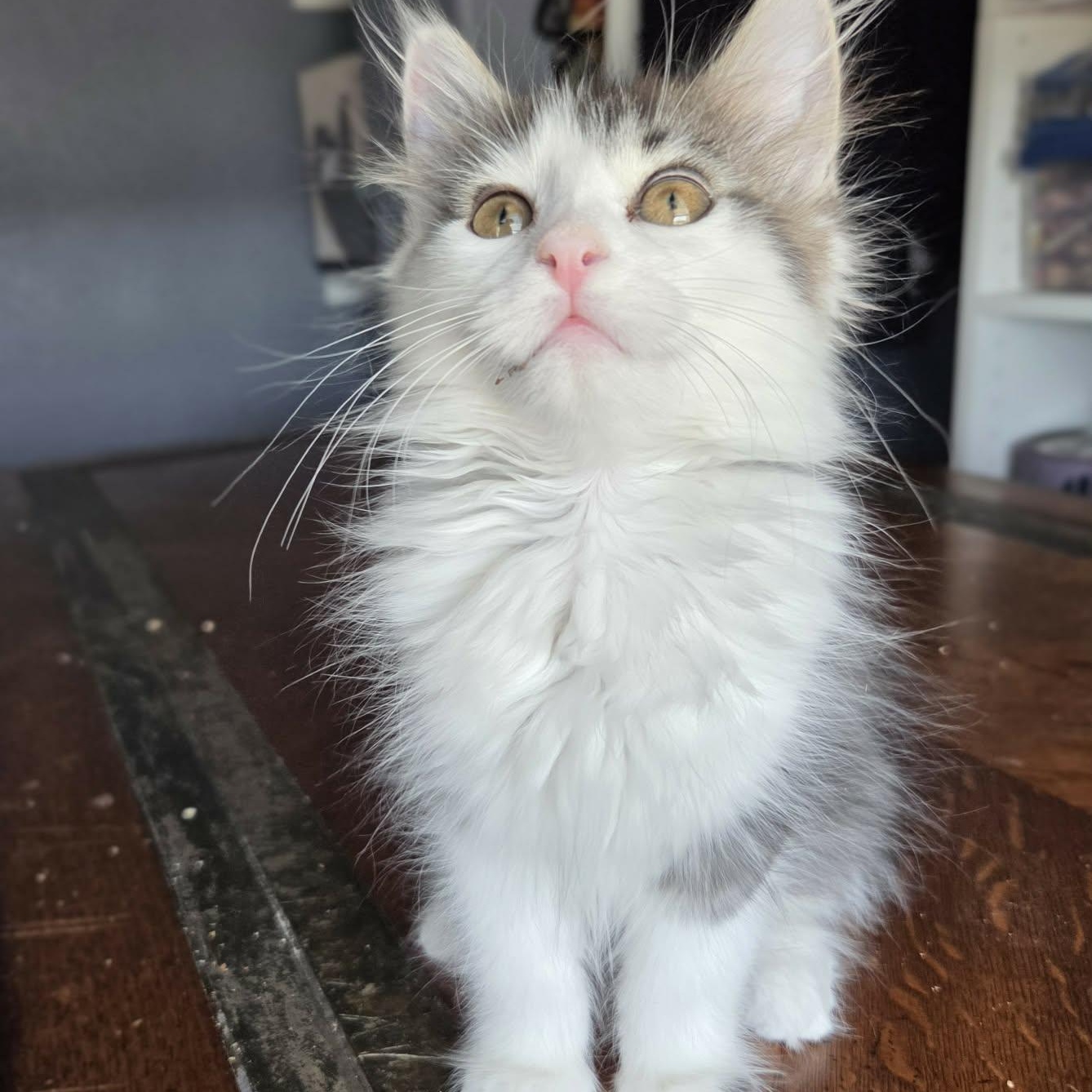 Enlarge GOGO, an adopted Domestic Medium Hair in Loveland, CO image 2/6