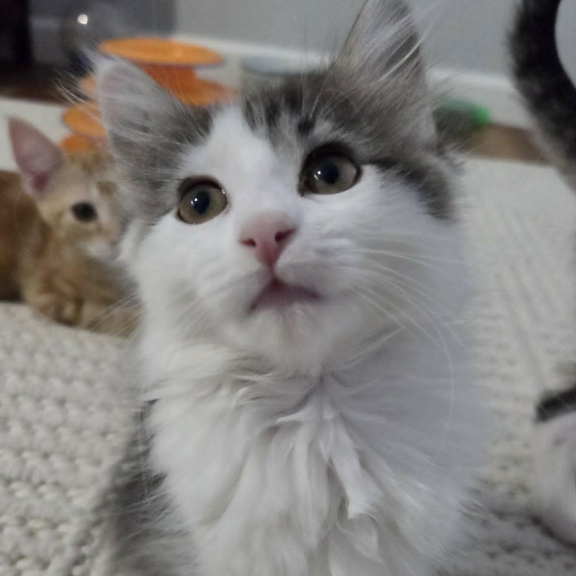 GOGO, adopted, Kitten Female Domestic Medium Hair.