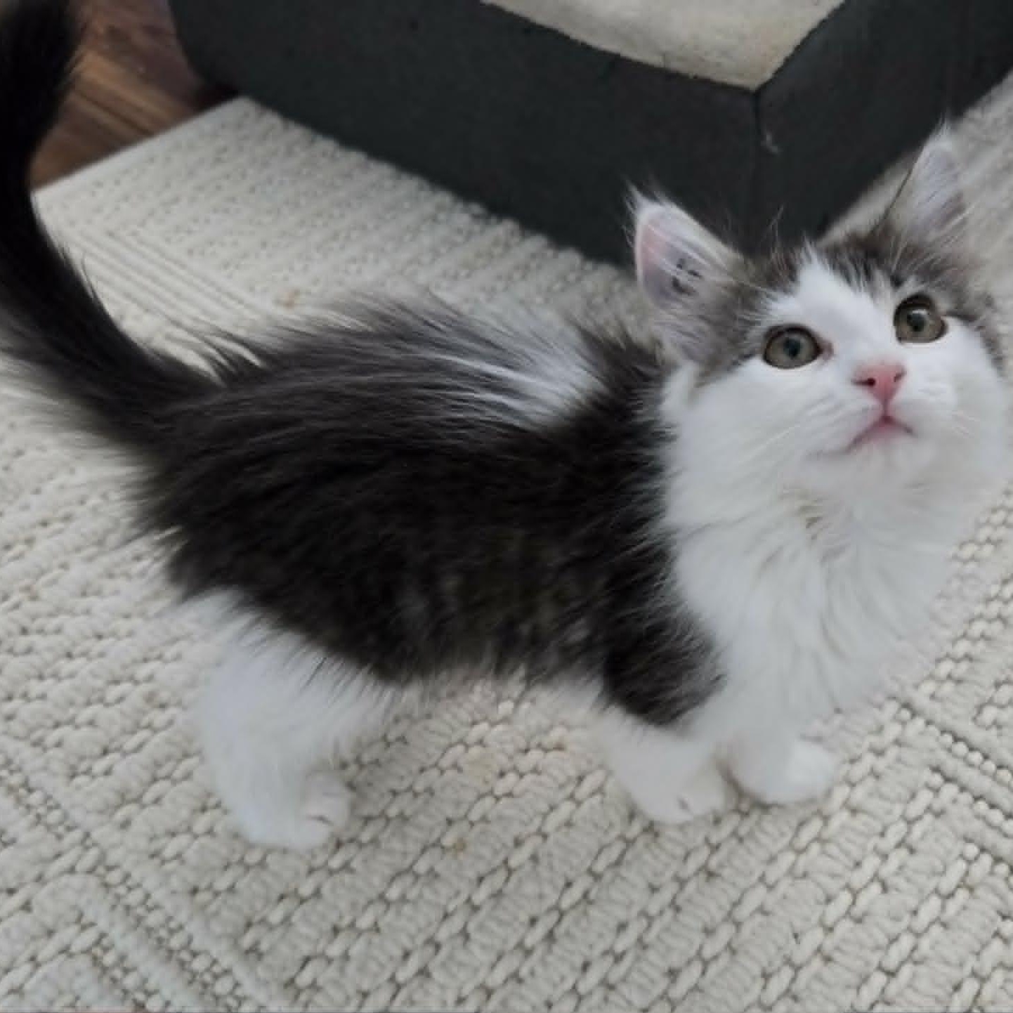 Enlarge GOGO, an adopted Domestic Medium Hair in Loveland, CO image 3/6