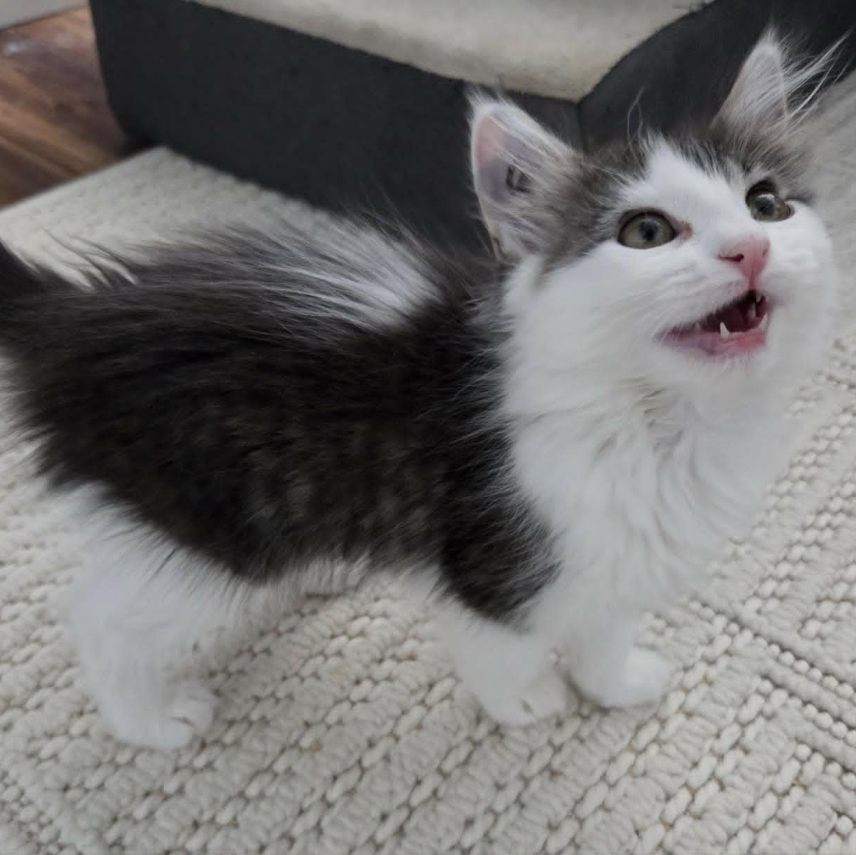 Enlarge GOGO, an adopted Domestic Medium Hair in Loveland, CO image 4/6
