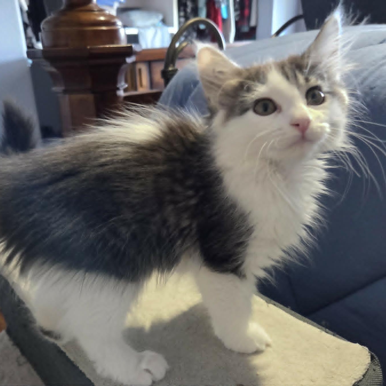 Enlarge GOGO, an adopted Domestic Medium Hair in Loveland, CO image 5/6