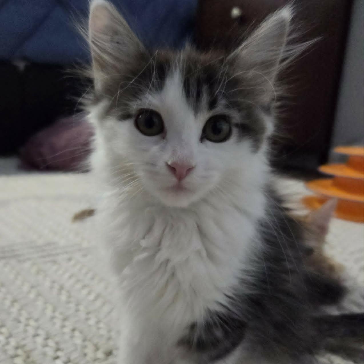 Enlarge GOGO, an adopted Domestic Medium Hair in Loveland, CO image 6/6