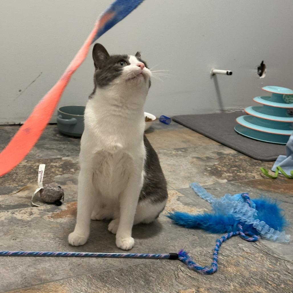 Goji, Adoptable, Young Female Domestic Short Hair.