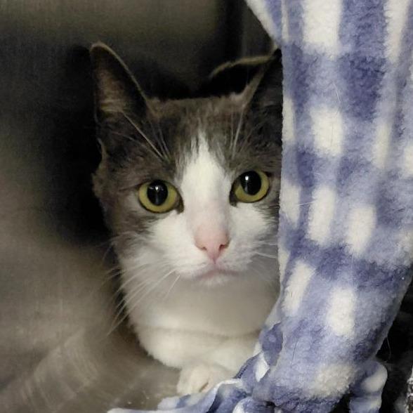 Goji, Adoptable, Young Female Domestic Short Hair.