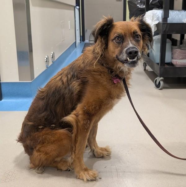 Rover, Adoptable, Adult Male Border Collie.