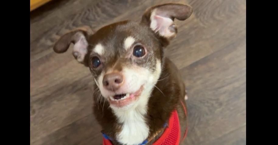 Jax~, Adoptable, Adult Male Chihuahua.