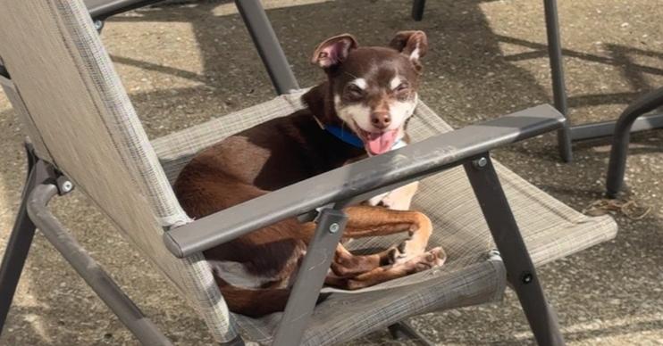 Jax~, Adoptable, Adult Male Chihuahua.