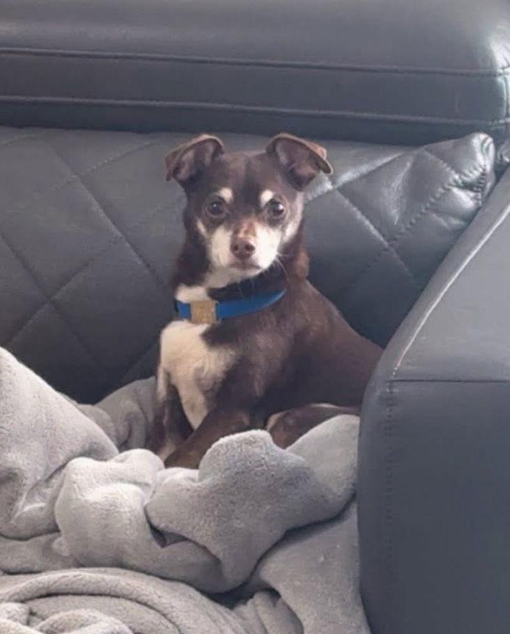 Enlarge Jax~, a Adoptable Chihuahua in Columbia, TN image 3/3