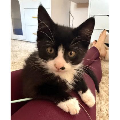 Enlarge Oakley Bleeker, adopt with Colson, a Adoptable mixed breed in Hudson, MA image 1/1
