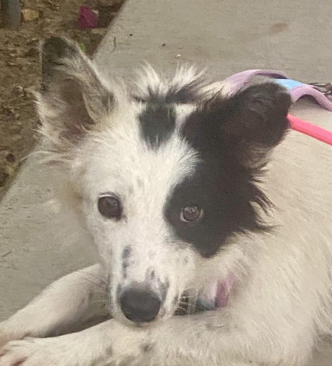 Daphne