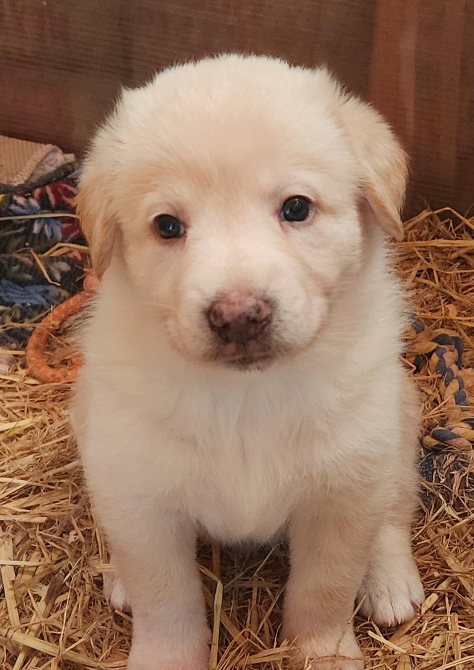 JJ, Adopted, Puppy Female Great Pyrenees & Golden Retriever.