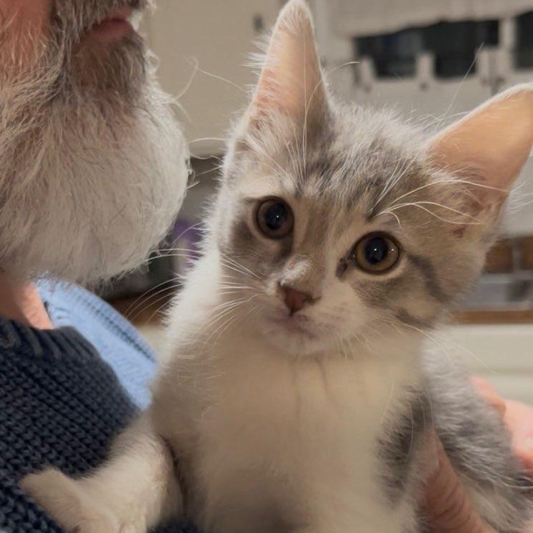 Sassafras thumbnail 2